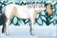 Horse Color:Buckskin Roan Dun Tobiano