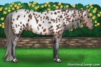 Horse Color:Bay Appaloosa 