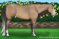Horse Color:Amber Champagne Splash 