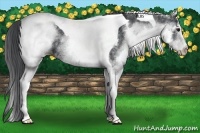 Horse Color:White Spotted Black Tobiano 