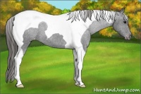 Horse Color:Black Tobiano Varnish