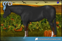 Horse Color:Gray Black 