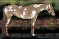 Horse Color:White Spotted Liver Red Dun 