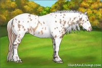 Horse Color:Amber Champagne Near Leopard  and Sable Champagne Near Leopard 