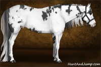 Horse Color:White Spotted Blue Roan  and White Spotted Grullo Roan Blanket Brindle 