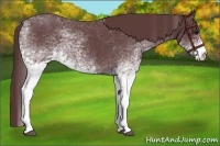 Horse Color:White Spotted Chocolate Blue Roan