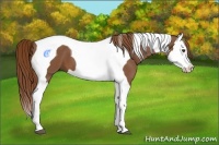 Horse Color:Chestnut Splash Tobiano 