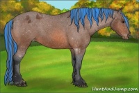 Horse Color:Painted Bay Appaloosa 