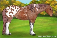 Horse Color:Painted Bay Tobiano Appaloosa 