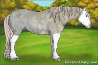 Horse Color:Silver Grullo Ice Sabino Splash Rabicano 