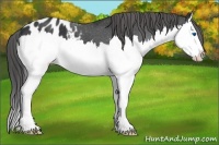 Horse Color:Black Sabino Splash Appaloosa 