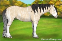 Horse Color:Bay Ice Dun Splash 