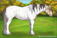 Horse Color:Amber Champagne Tobiano Appaloosa 