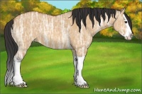 Horse Color:Bay Ice Dun Splash 