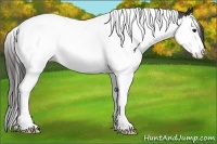 Horse Color:Brown Splash Tobiano Appaloosa