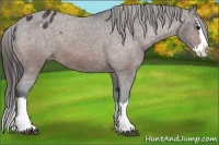 Horse Color:Bay Sabino Splash Appaloosa