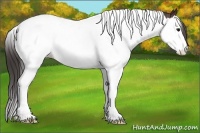 Horse Color:Bay Sabino Splash Tobiano Appaloosa