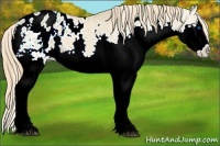 Horse Color:White Spotted Red Dun Splash Varnish