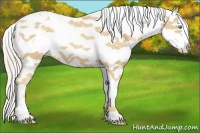 Horse Color:Gold Cream Champagne Sabino Splash Appaloosa 