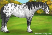 Horse Color:Black Ice Splash Appaloosa