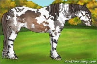 Horse Color:Brown Sabino Splash Tobiano Appaloosa 