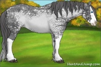 Horse Color:Black Ice Splash Appaloosa 