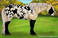 Horse Color:Palomino Sabino Splash Appaloosa 