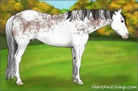 Horse Color:White Spotted Bay Ice Sabino Splash Appaloosa Rabicano 
