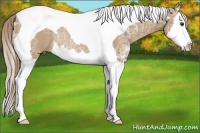 Horse Color:Red Dun Ice Splash Tobiano Rabicano