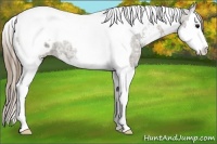 Horse Color:Smoky Grullo Ice Sabino Splash Tobiano Appaloosa Rabicano 