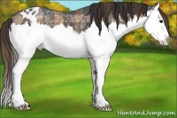 Horse Color:Plaid Brown Ice Sabino Splash Appaloosa Rabicano