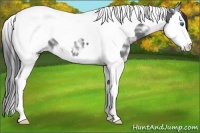 Horse Color:Black Ice Sabino Splash Tobiano Appaloosa Rabicano 