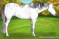 Horse Color:White Spotted Smoky Black Ice Sabino Splash Appaloosa 