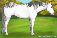Horse Color:Plaid White Spotted Black Sabino Splash Varnish