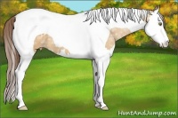 Horse Color:Amber Champagne Ice Splash Tobiano Appaloosa 