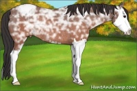 Horse Color:Brown Ice Sabino Splash Appaloosa Rabicano 