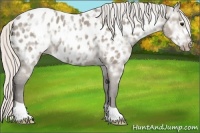 Horse Color:Silver Grullo Ice Appaloosa 
