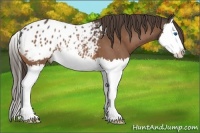 Horse Color:Buckskin Sabino Splash Blanket 
