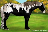 Horse Color:Bay Ice Sabino Splash Appaloosa 