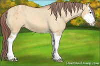 Horse Color:Bay Dun Splash Appaloosa 