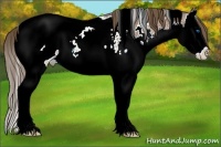 Horse Color:White Spotted Bay Splash Appaloosa