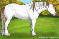 Horse Color:White Spotted Chestnut Ice Splash Near Leopard 