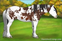 Horse Color:White Spotted Bay Sabino Splash Varnish 