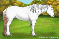 Horse Color:Chestnut Ice Sabino Splash Tobiano Appaloosa 