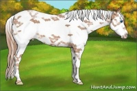 Horse Color:Chestnut Ice Splash Tobiano 