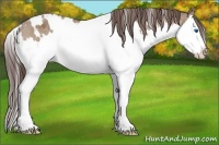 Horse Color:White Spotted Bay Dun Splash Appaloosa