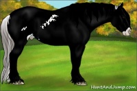 Horse Color:Grullo Splash Appaloosa 