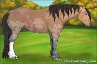 Horse Color:Bay Ice