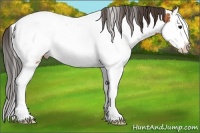 Horse Color:Bay Sabino Splash Appaloosa