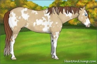 Horse Color:White Spotted Red Dun Splash 